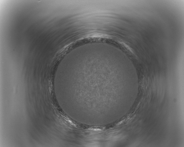 X0000066010821200603101554