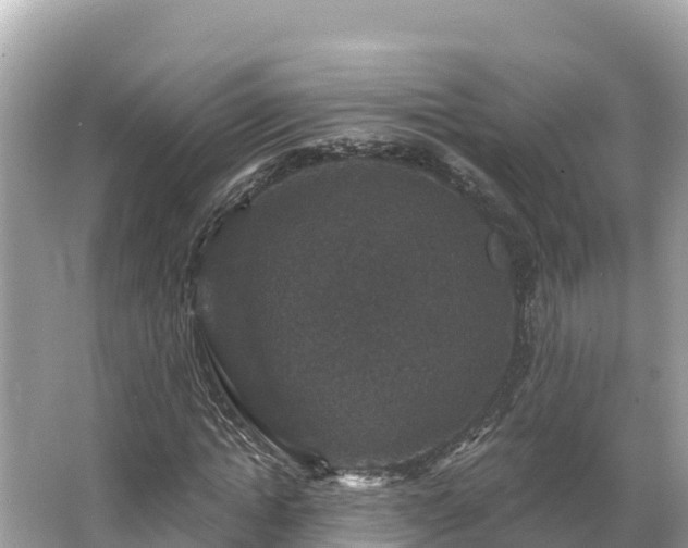 X0000066010822200603101554