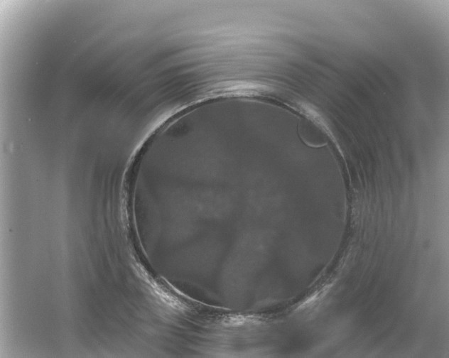 X0000066010835200603101554