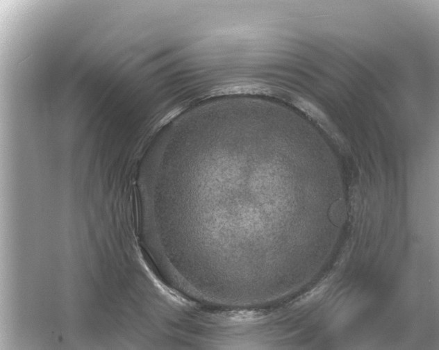 X0000066010841200603101554