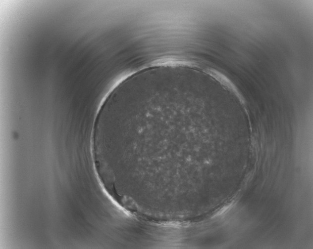 X0000066010855200603101555