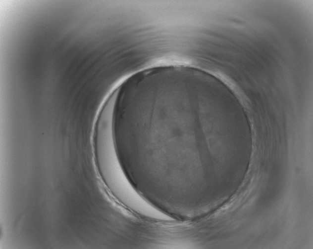 X0000066010864200603101555