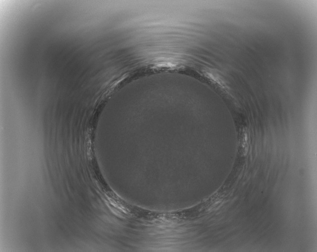 X0000066010868200603101554