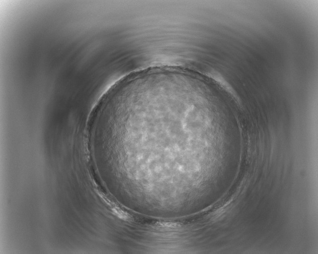 X0000066010878200603101554