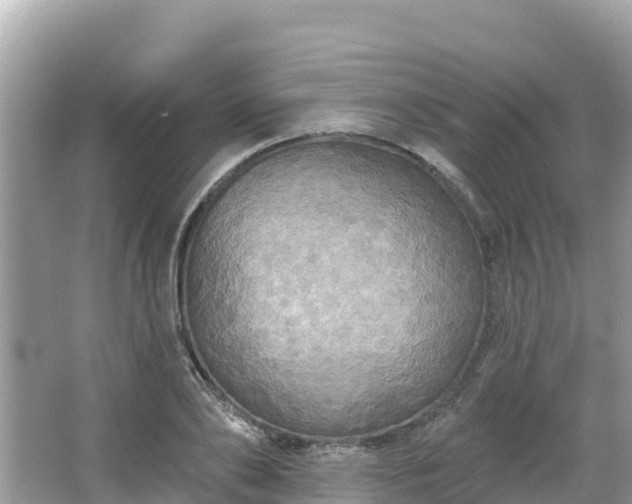 X0000066010886200603101554