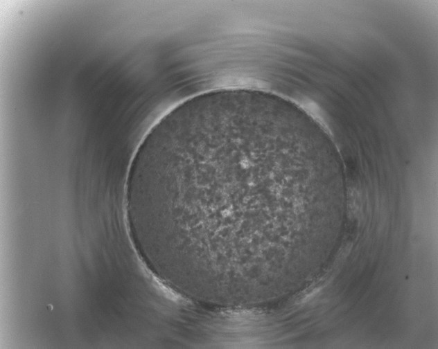 X0000066010895200603101553