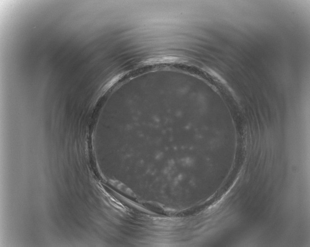 X0000066010921200603101552