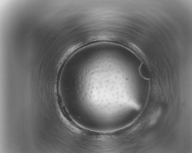 X0000066010938200603101553