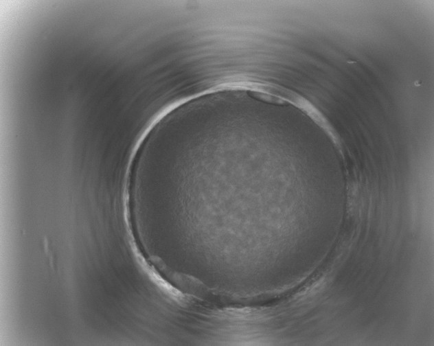 X0000066010955200603101553