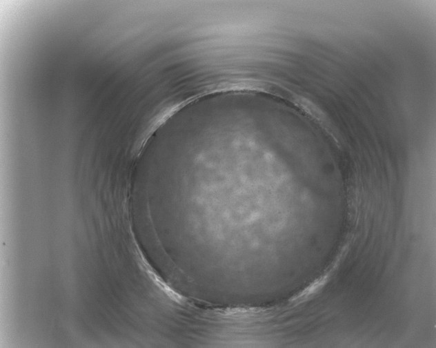 X0000066010985200603101552