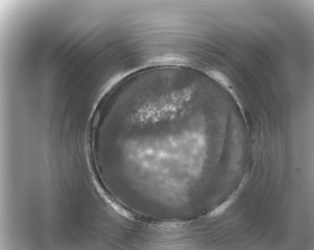 X0000066010989200603101552