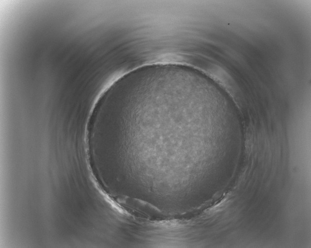 X0000066010990200603101552