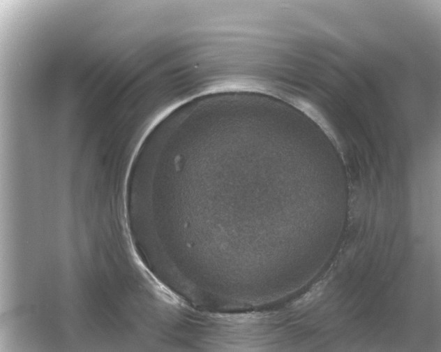 X0000066010996200603101552