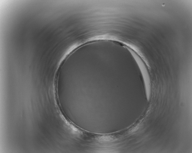 X0000066010998200603101552