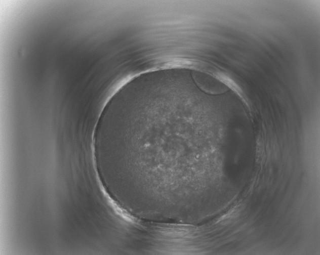 X0000066011047200603101551