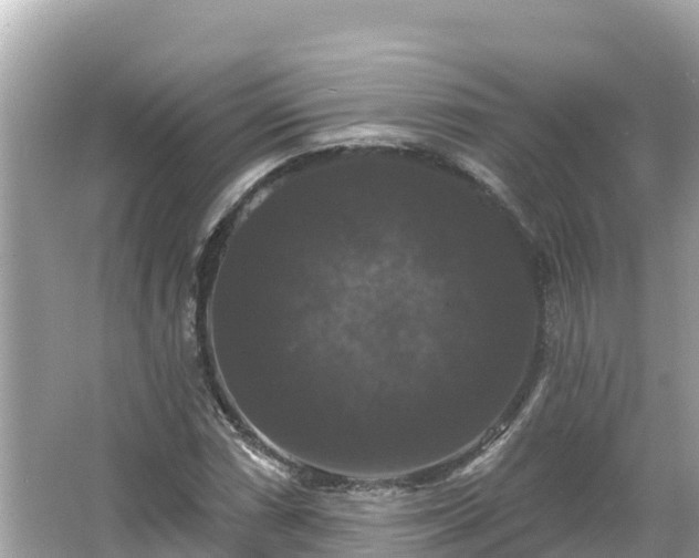 X0000066011066200603101551