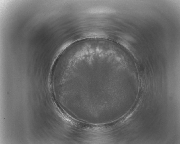 X0000066011074200603101550