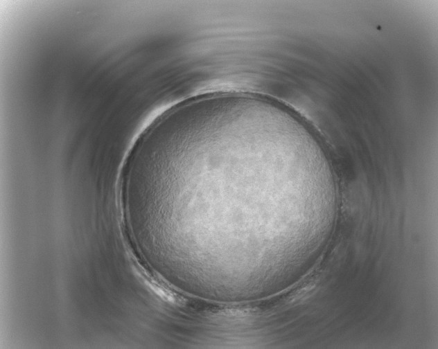 X0000066011078200603101550