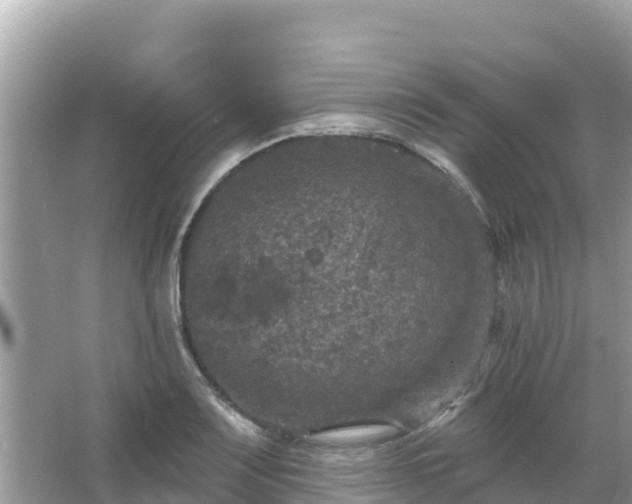 X0000066011083200603101550