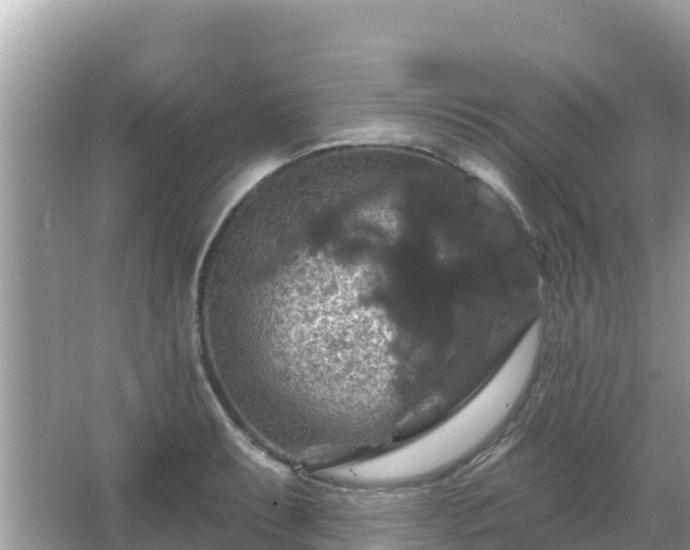 X0000066011087200603101550