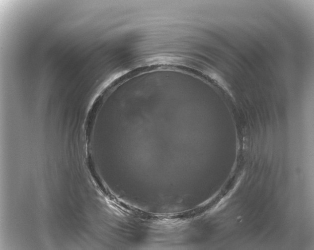 X0000066011117200603101549