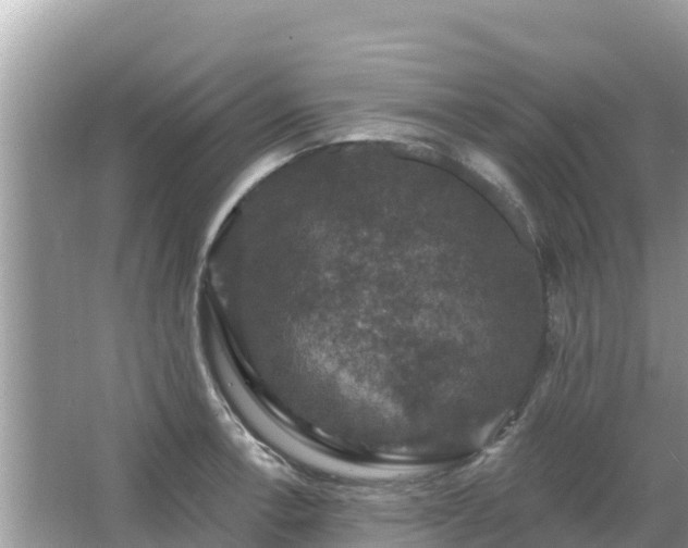 X0000066011138200603101550