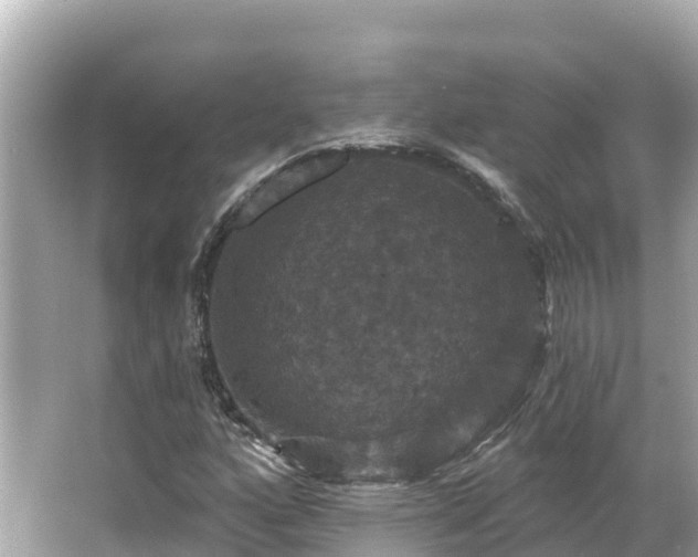 X0000066011160200603101549