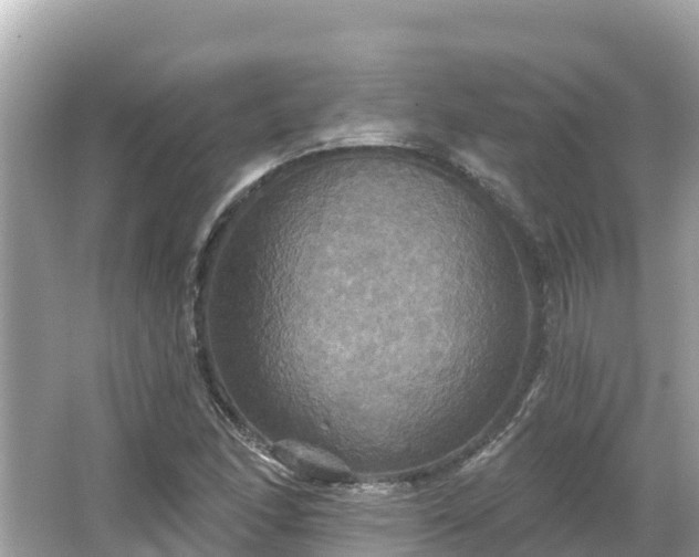 X0000066011166200603101549