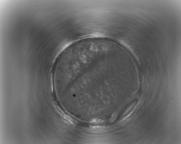 X0000066011171200603101549