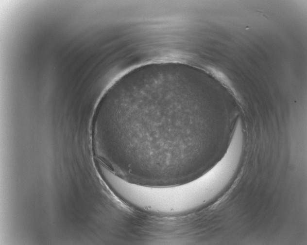 X0000066011184200603101549