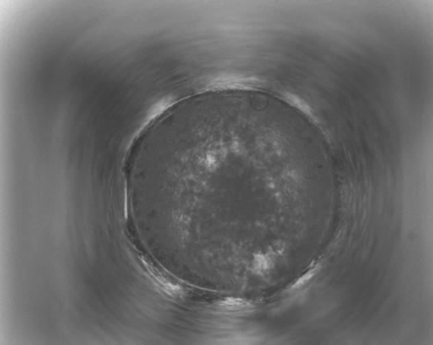 X0000066011219200603101548