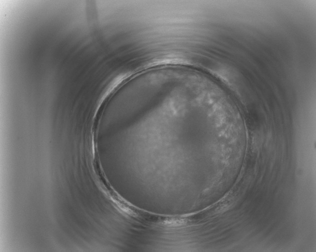 X0000066011274200603101547