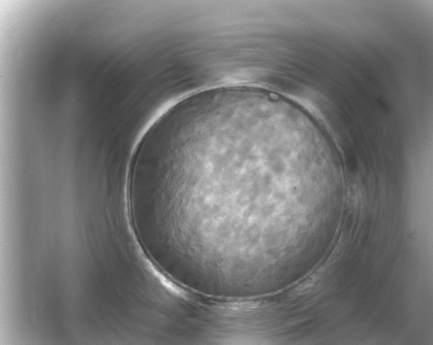 X0000066011294200603101547