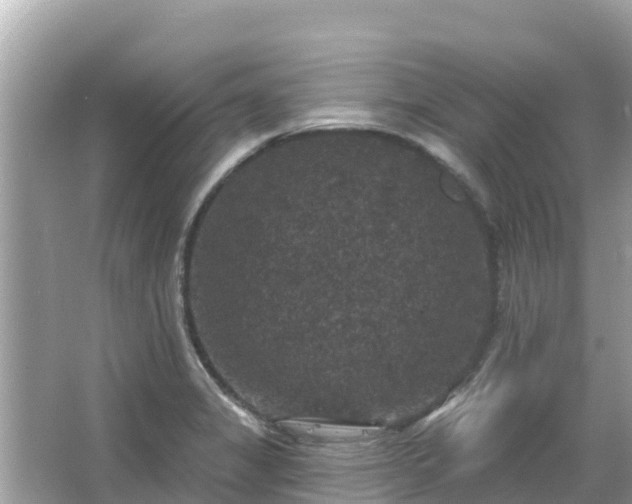 X0000066011325200603101546