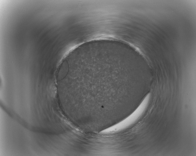 X0000066011363200603101546