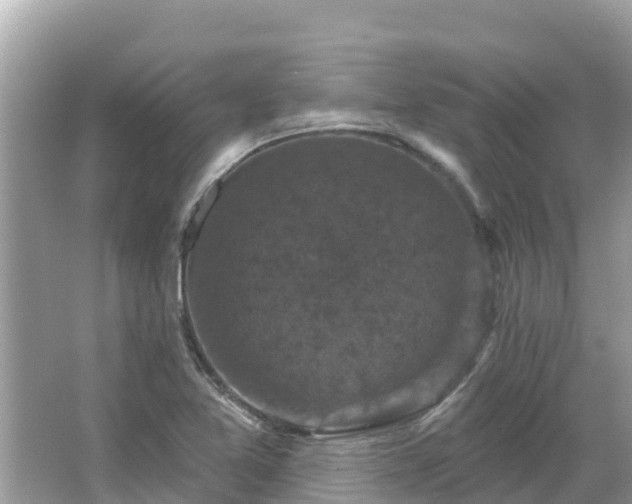 X0000066011365200603101546