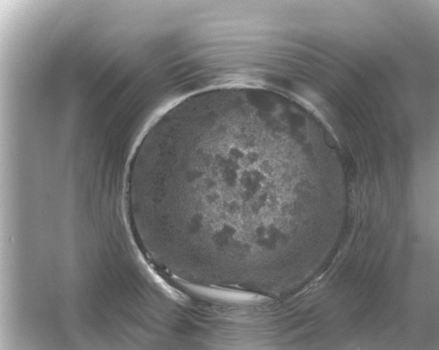 X0000066011379200603101545