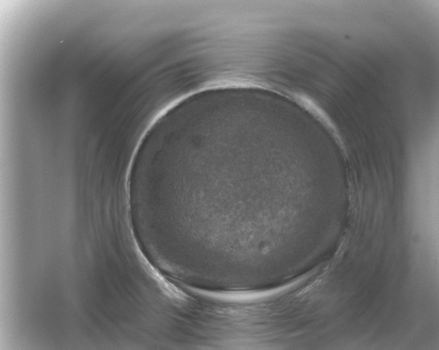 X0000066011380200603101545