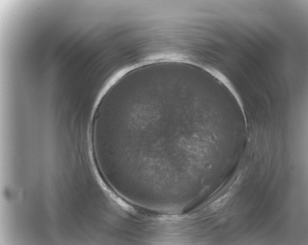 X0000066011389200603101545