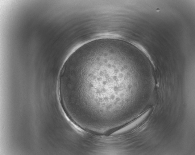 X0000066011391200603101545