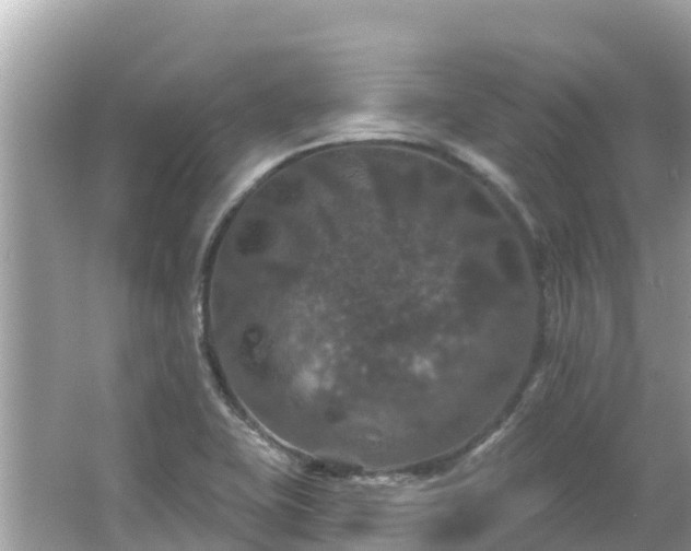 X0000066011415200603101545