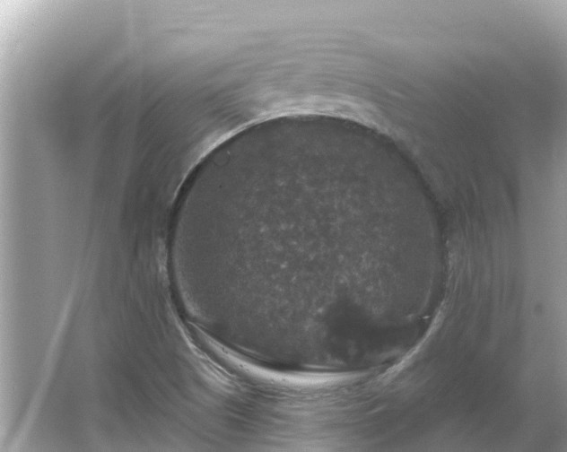 X0000066011505200603101543