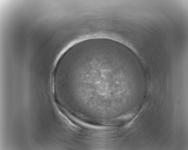 X0000066011510200603101543