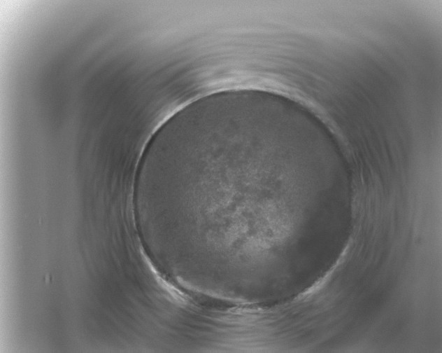 X0000066011513200603101543