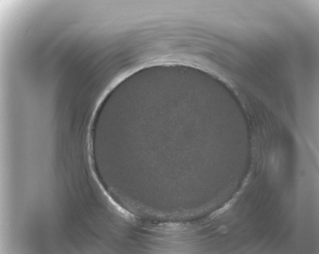 X0000066011517200603101543