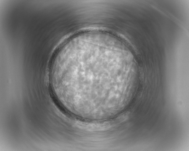 X0000066010016200603171518