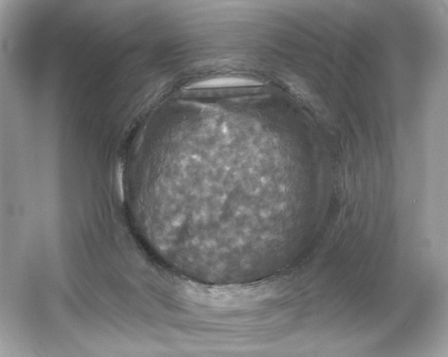 X0000066010022200603171517