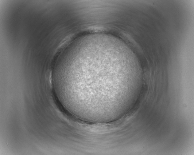 X0000066010024200603171517