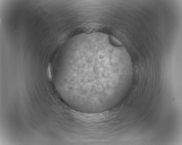 X0000066010042200603171517