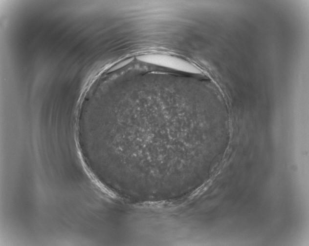 X0000066010049200603171516